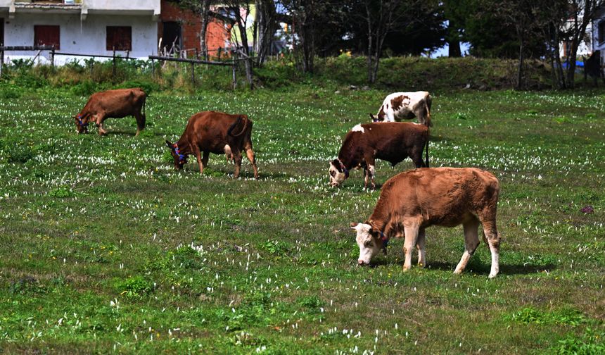 Trabzon'un yüksek kesimlerini 'vargit' çiçekleri süsledi