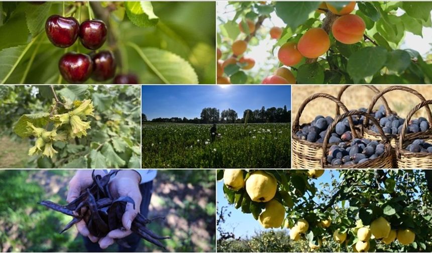 Türkiye tarımda 7 üründe dünya lideri oldu, 22 üründe ilk üçte yer aldı
