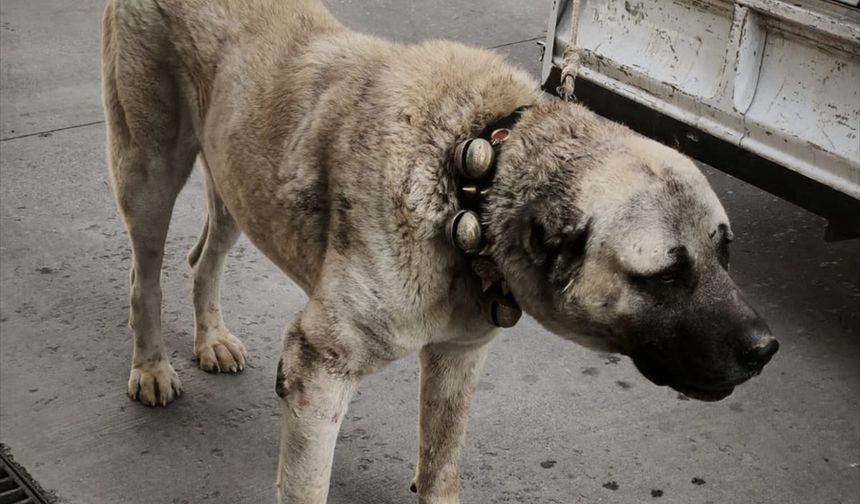 Afyonkarahisar'da köpek dövüştüren 12 şüpheli yakalandı