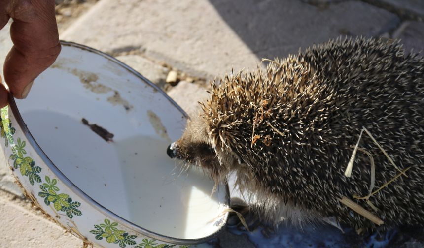 Aksaray'da bir çiftçi her sabah ahırına gelen kirpiyi sütle besliyor