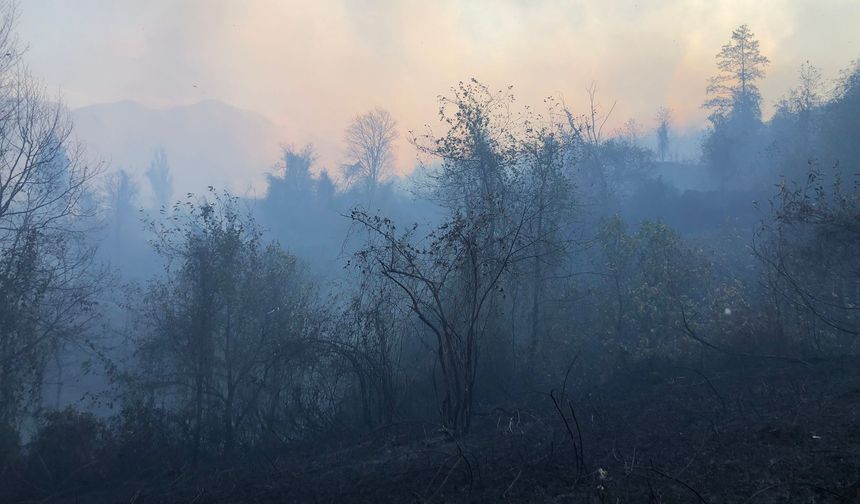 Artvin'de örtü yangınına müdahale ediliyor