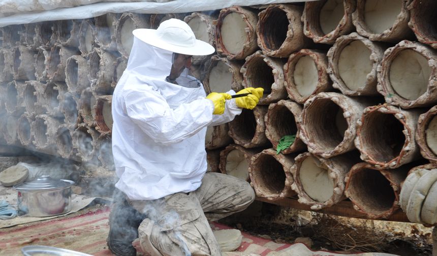 Bitlis'in yüksek rakımlı yaylalarında kara kovan balı hasadı sürüyor