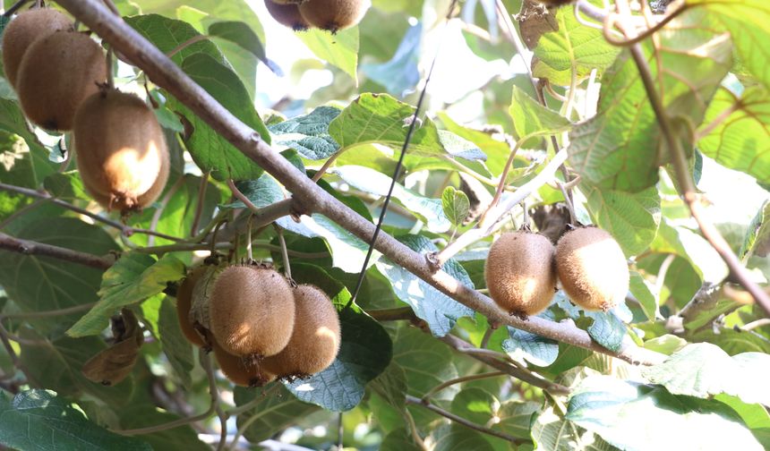 Coğrafi işaret tescilli Yalova kivisinde hasat başladı