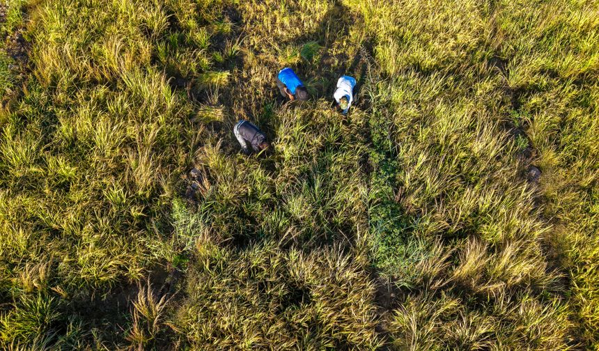 Erbil'in yerli pirinci Iraklıların sofralarına lezzet katıyor