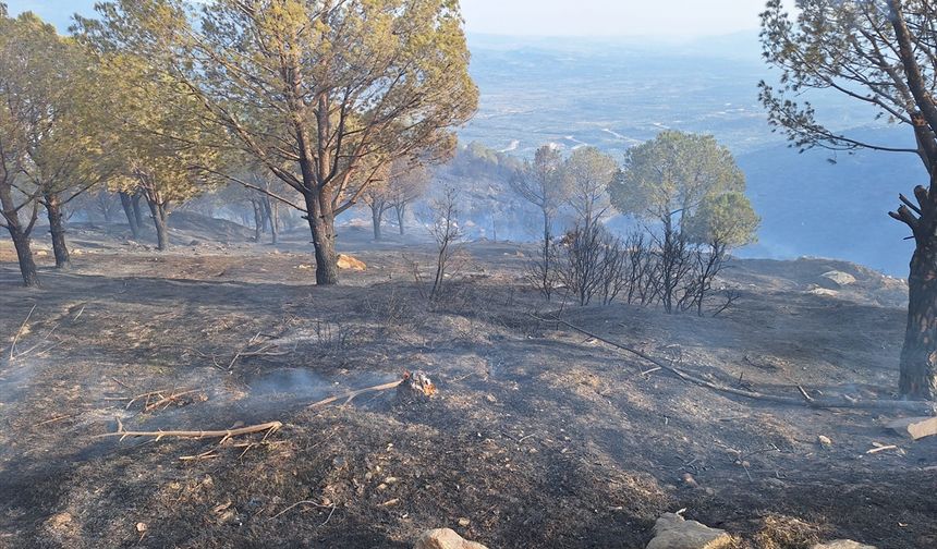 GÜNCELLEME - Aydın'da ziraat alanında çıkarak ormanlık alana sıçrayan yangın kontrol altına alındı