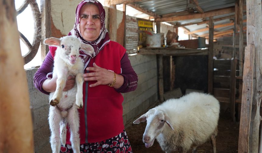 İki çocuk annesi kadın sabah çobanlık, öğlen servisçilik yapıyor
