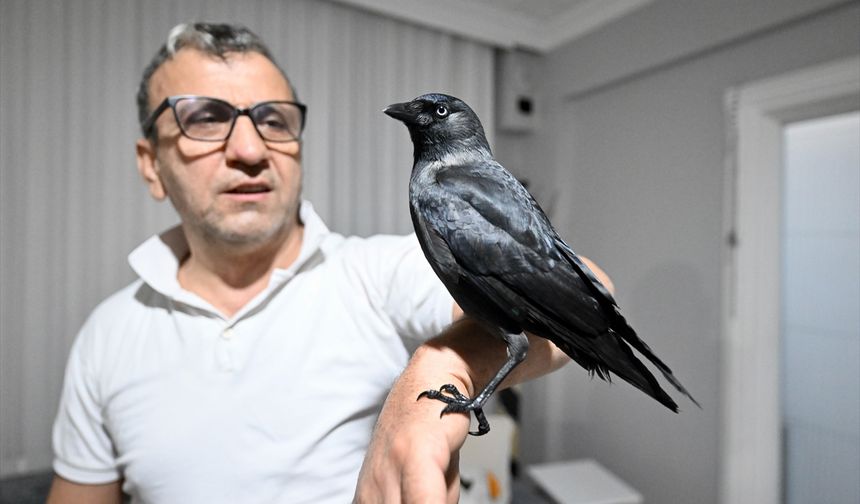 Sahiplendiği karga 'Kömür' en yakın dostu oldu