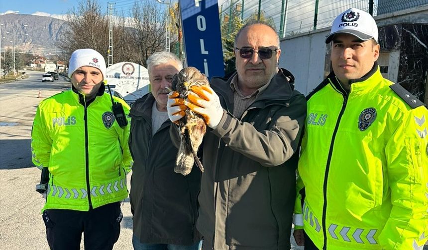 Amasya'da yaralı bulunan kızıl şahin tedavi altına alındı