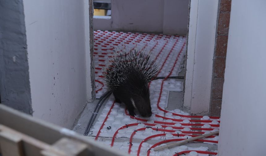 Aydın'da inşaatta mahsur kalan oklu kirpi kurtarıldı