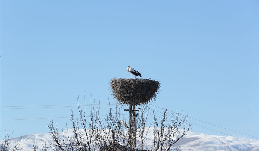 Binkoç köyünün göç etmeyen leylekleri bu kışı da yuvalarında geçirecek