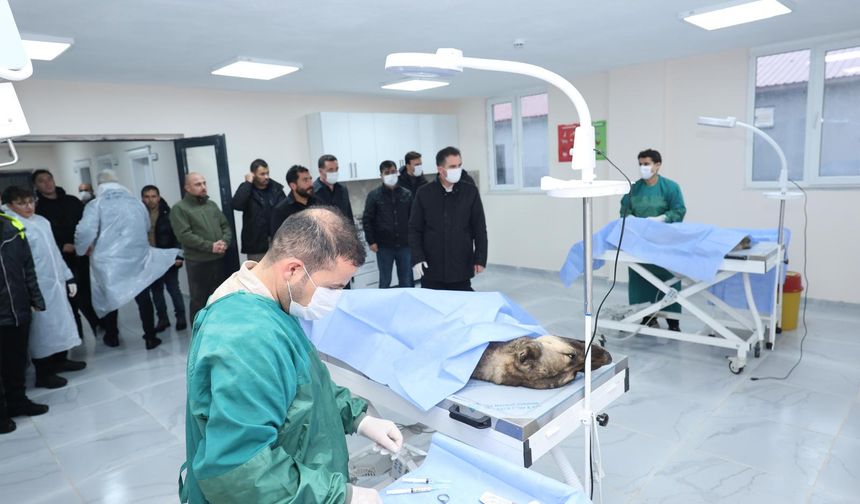 Bitlis Valisi Karakaya hayvan bakımevindeki kış hazırlıklarını inceledi