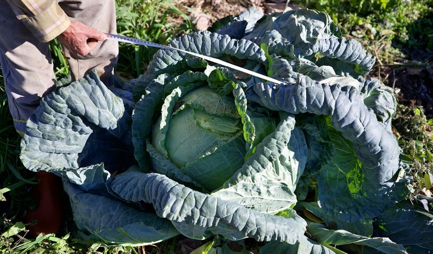 Hobi olarak başladığı ata tohumuyla lahana yetiştiriciliği gelir kapısı oldu