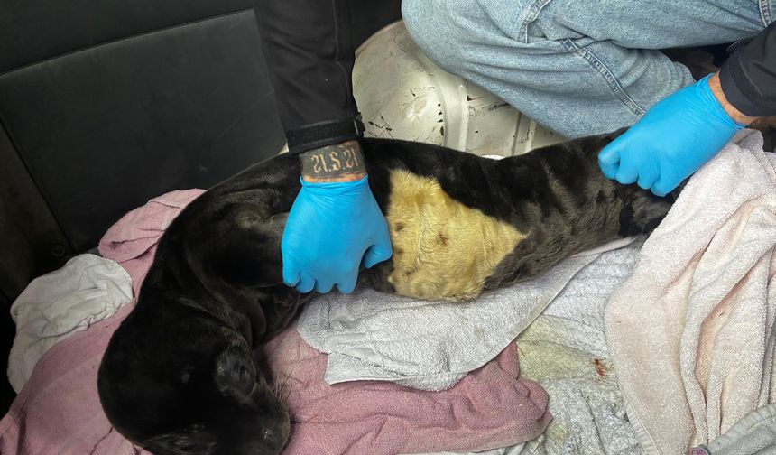 Karaya vuran yavru fok koruma altına alındı