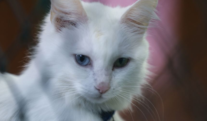 Koruma altındaki Van kedileri bu yıl 120 yavru doğurdu