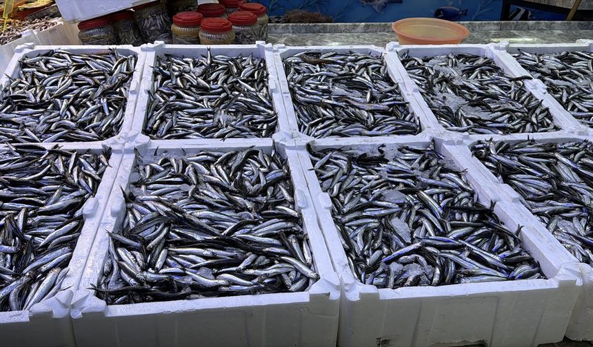 Rize'de hamsinin kilogramı 100 liradan satılıyor