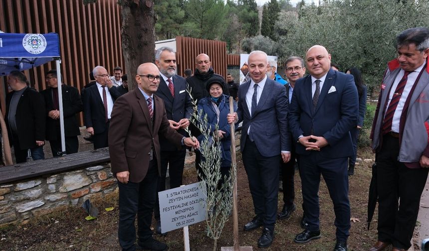 Stratonikeia antik kentinde zeytin hasadı festivali yapıldı