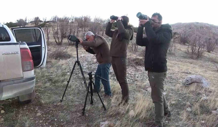 Adıyaman'da yaban keçileri tek tek sayılıyor