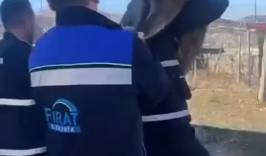 Bahçe çitine sıkışan yaban keçisini FEDAŞ ekipleri kurtardı