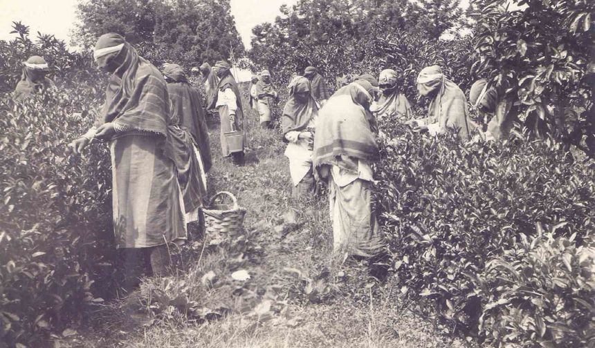 Ortaya çıkan arşiv Türk Çayı'nın tarihine ışık tutuyor