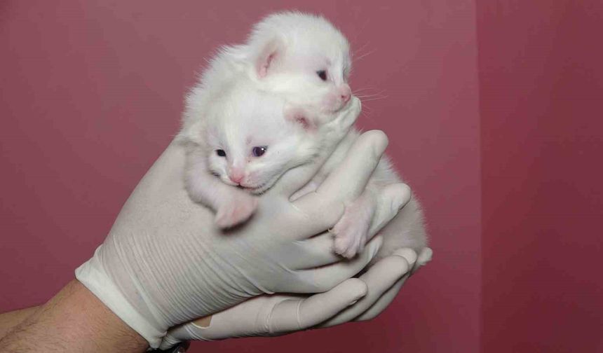 Van Kedi Villası'nda bu yıl 120 yavru dünyaya geldi