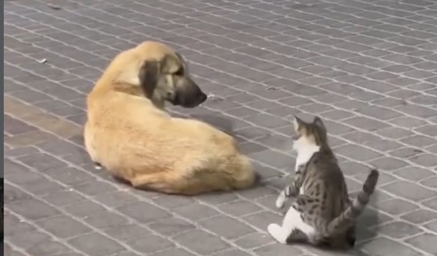 Mahallede Minik Yaramazlık: Uykucu Köpek ile Meraklı Kedi Arasında Tatlı Kovalamaca