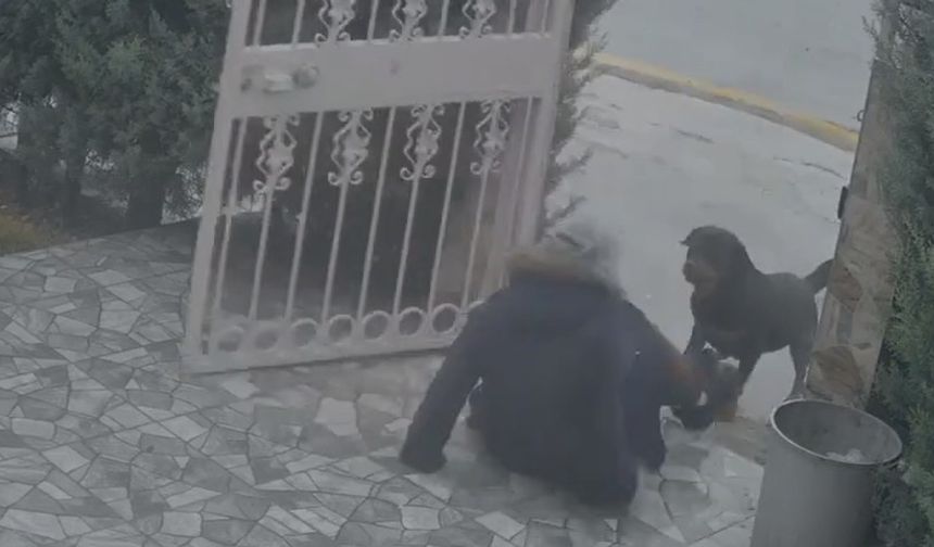 Ankara'da sahipsiz köpeklerin saldırısına uğrayan kadın komşusunun müdahalesiyle kurtuldu