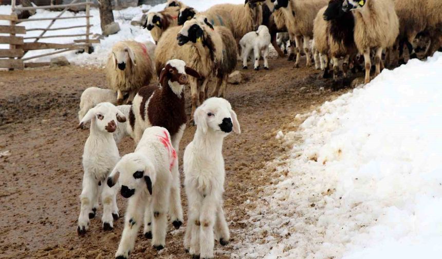 Besiciler uykusuz, kuzular güvende