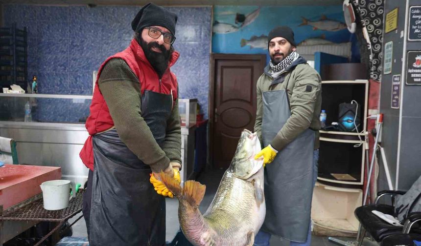 Elazığ’da Murat Nehri’nde Dev Turna Yakalandı: 78 Kilo, 1.71 Metre