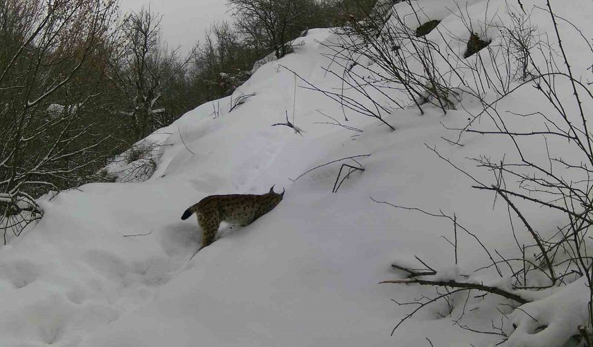 Erzincan'da vaşaktan kurda yaban hayatı kayıt altında