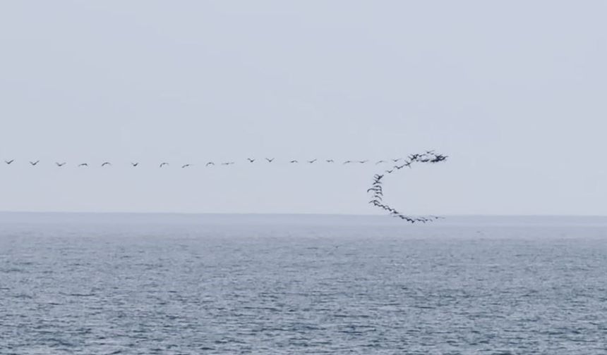 Göç yolundaki kuşların senkronize uçuşu Hopa'da görüntülendi
