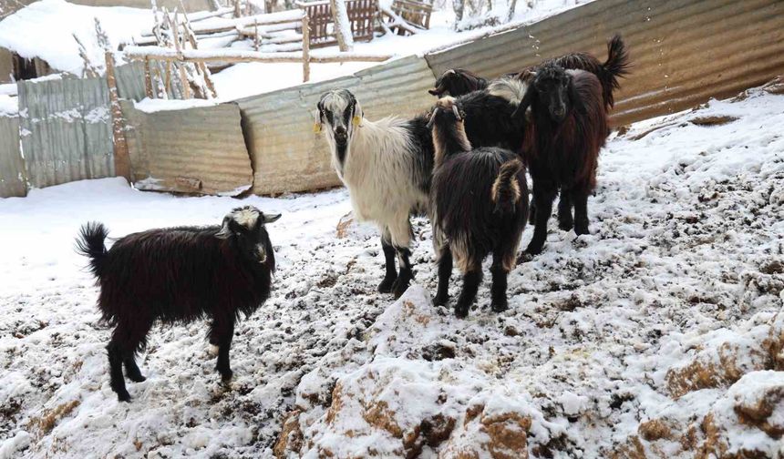 Eksi 30 Derecede Bir Mücadele: Feke’de Kurtlar Sürülere Gündüz Saldırıyor