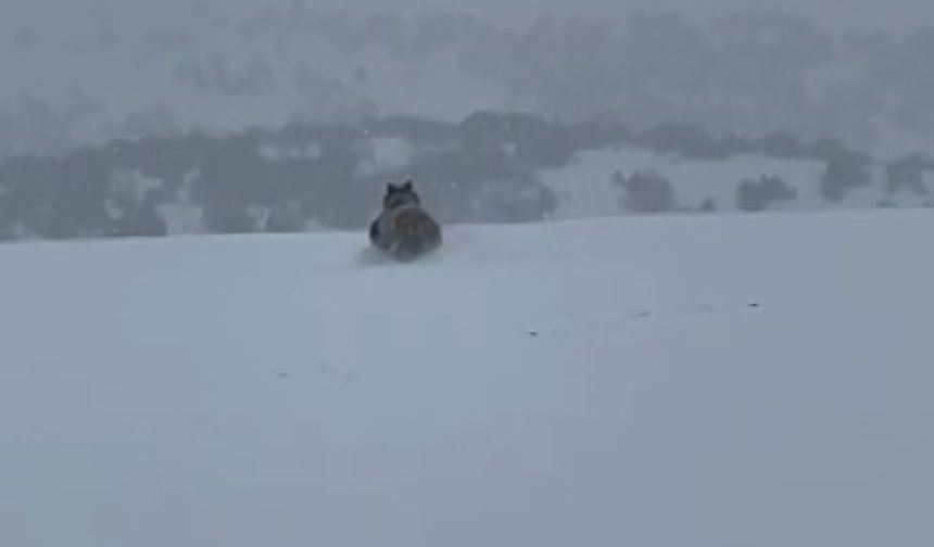 Kış uykusuna yatmayan ayı kaçarken görüntülendi