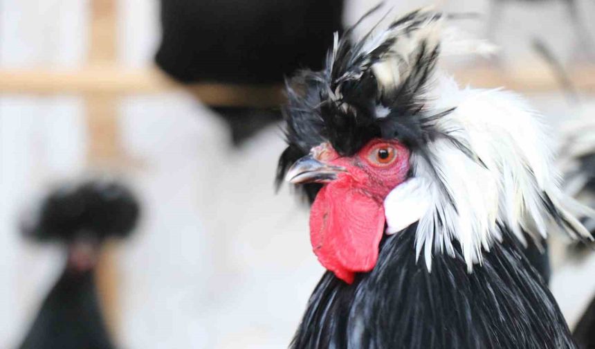 Mermer fabrikasında egzotik mesai: Farklı ırklardaki tavuklar burada yetişiyor