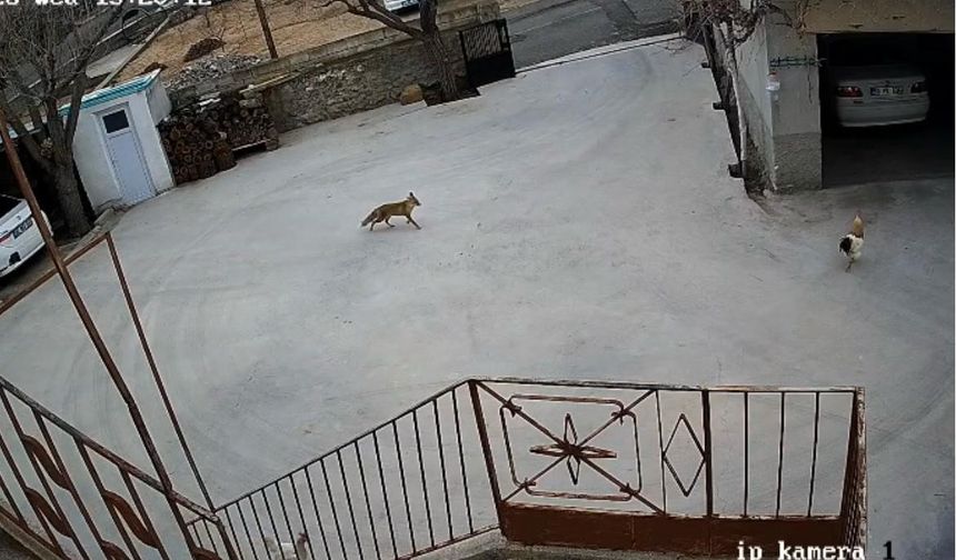 Nevşehir'de aç kalan tilki tavuklara saldırdı