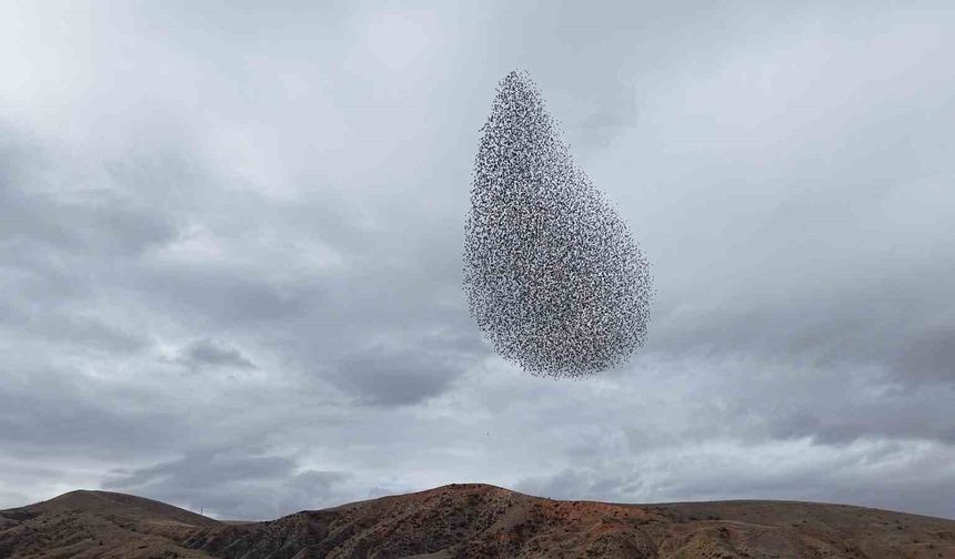 Sığırcık kuşlarından görsel şölen