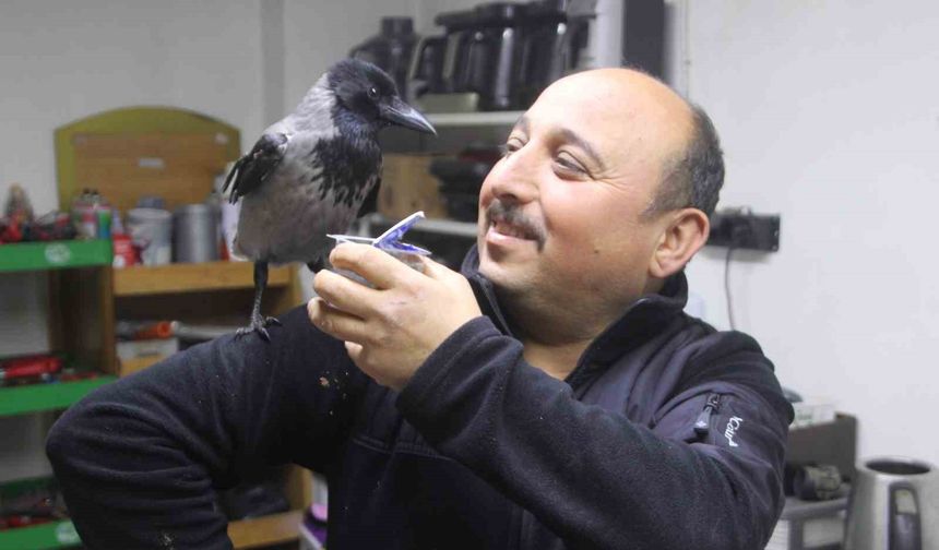 Tamirci çırağı karga