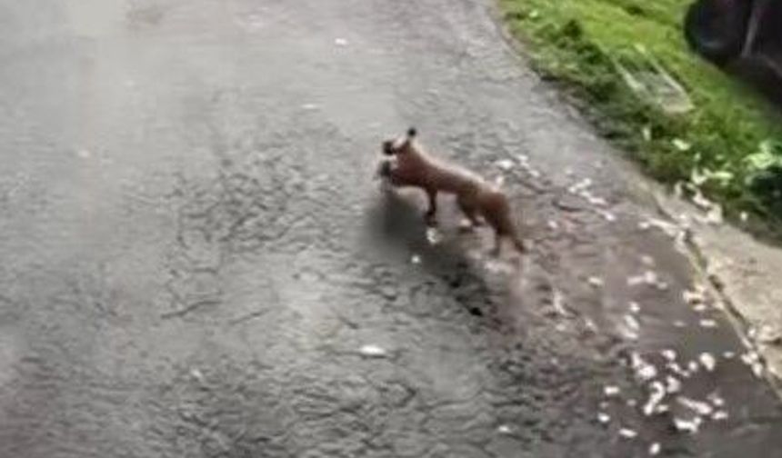 Bahçede Tilki Paniği: Kedinin Müdahalesi Tavuğu Kurtardı