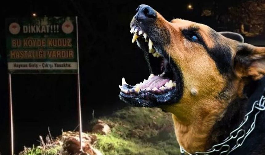 İstanbul Valiliği’nden ‘Kuduz vakalarında artış’ açıklaması