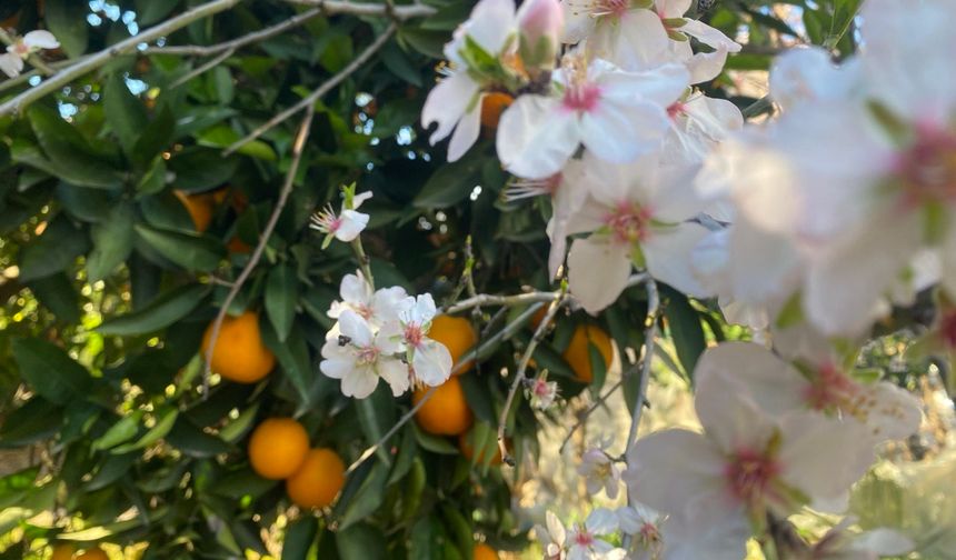 Aksu'da badem ağaçları şubat ortasında çiçek açtı