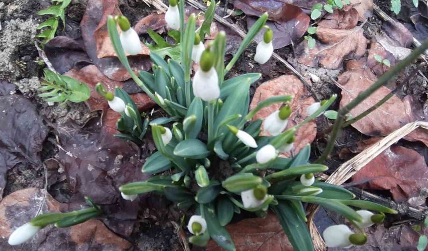 Bolu'da 'baharın müjdecisi' kardelenler yüzünü erken gösterdi