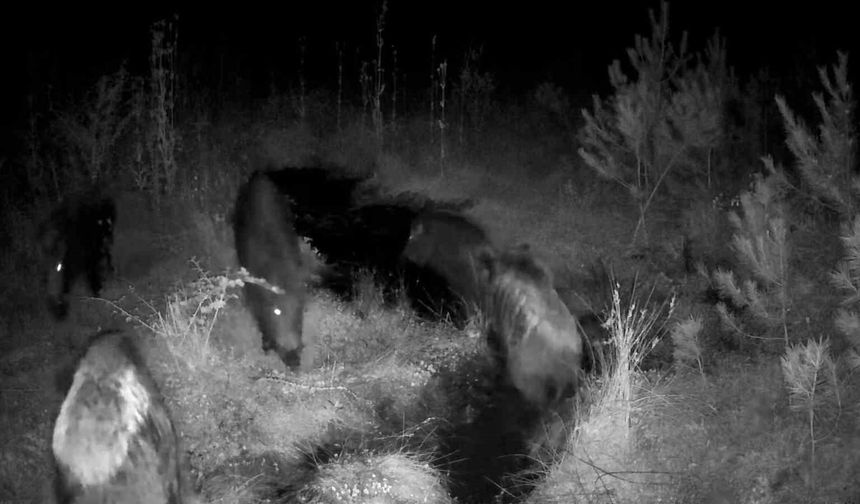 Bolu'da yaban hayatı fotokapanlarla görüntülendi