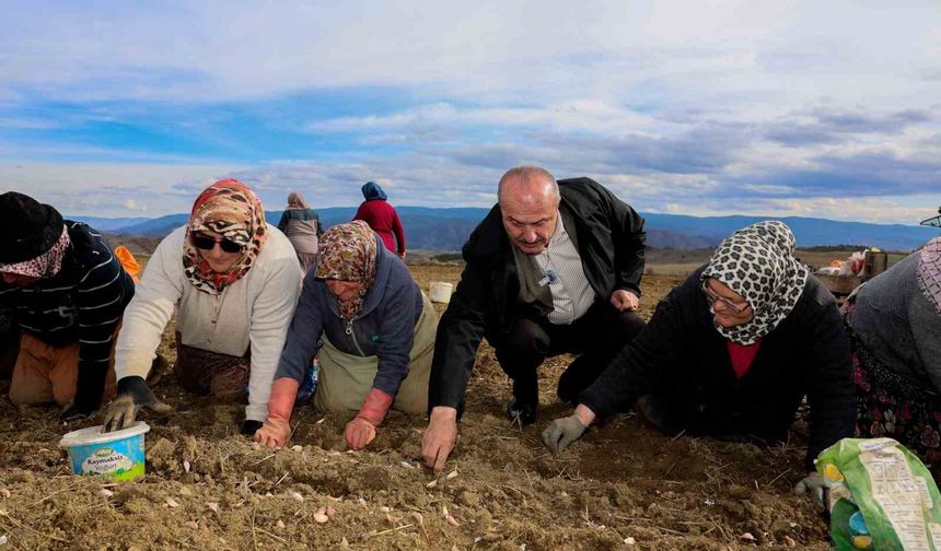 Dünyaca ünlü Taşköprü sarımsağının ekim sezonu erken başladı