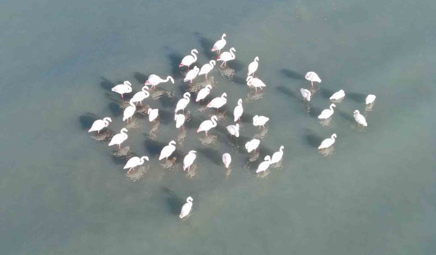 Flamingolar bu yıl da Van'dan göç etmedi
