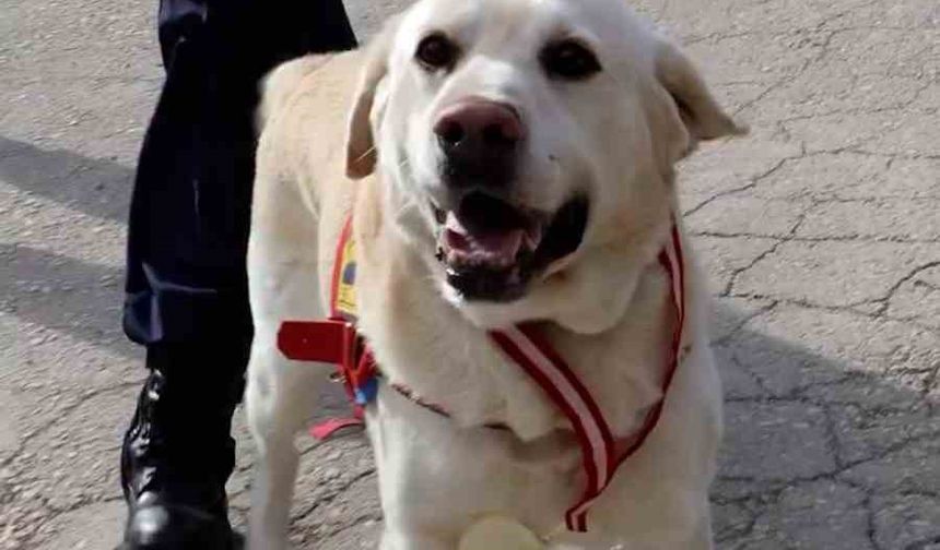 Jandarmanın hassas burnu 'Medyum' 10 yıllık mesaisini tamamladı