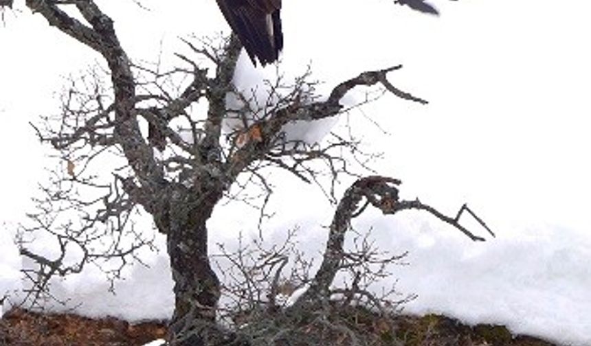 Karganın kartal ile tehlikeli oyunu kamerada