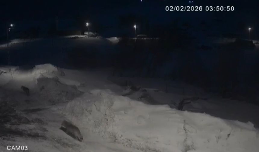 Kars'ta kurtlar köylerde cirit atıyor