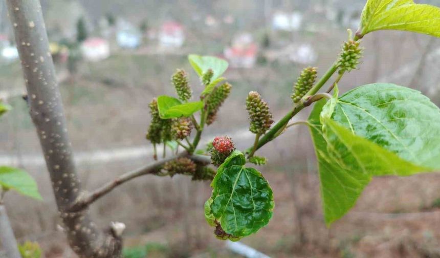 Kış ortasında yalancı bahara aldanan karayemiş ve dut ağaçları çiçek açıp meyve verdi