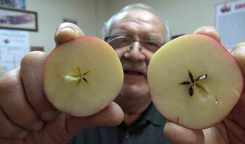 Misket elma yok satıyor: Taklitlerinden yıldız testiyle ayırt ediliyor