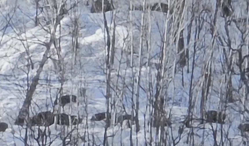 Munzur Vadisi'nde karlı dağlarda yiyecek arayan domuz sürüsü görüntülendi