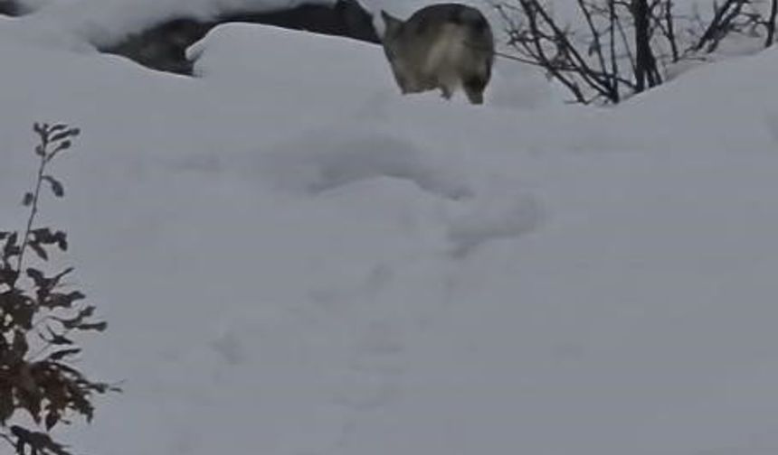Pülümür Vadisi'nde yiyecek arayan kurt kamerada